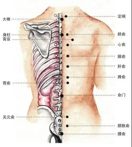 拔罐穴位的常用穴位