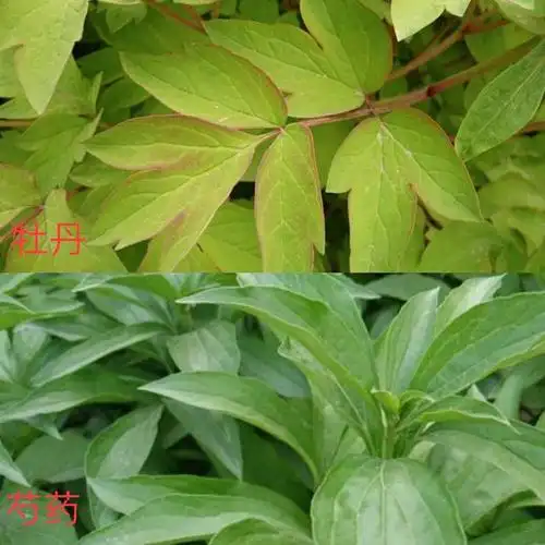 牡丹,芍药傻傻分不清,看这两个细节,以后再也不会认错