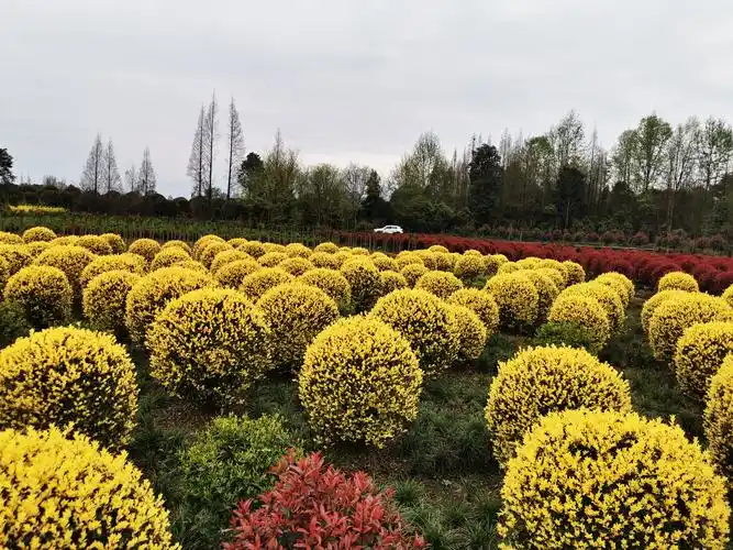 金禾女贞球基地批发