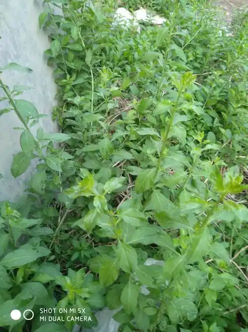这时离我家很近,长得,野生的枸杞叶子.