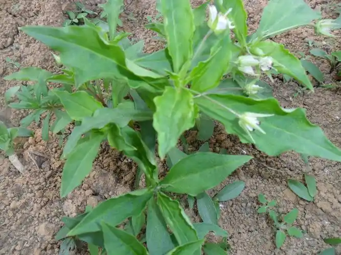 太子参|太子参的功效与作用_中医中药大全