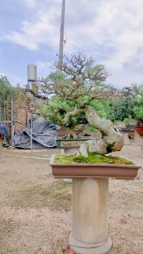 朴树盆景 黄金朴树 迎客造型