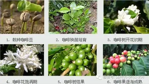 咖啡豆的生长过程关于咖啡豆常见的几种处理方法~~今天跟着碰碰凉一起