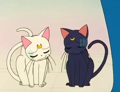 【美少女战士】无奈的两只喵咪. = =
