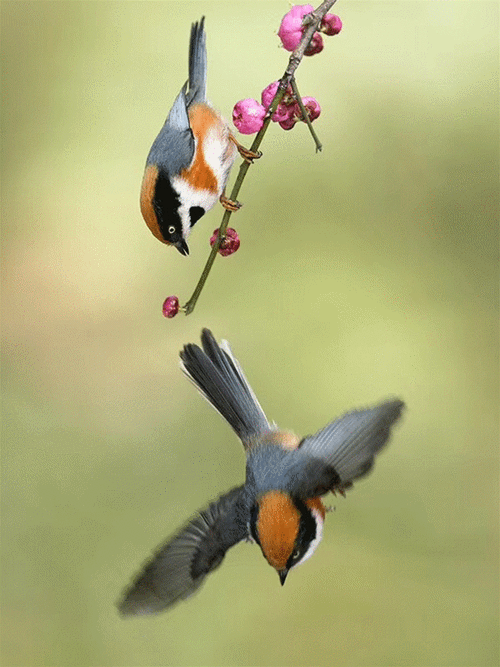 我可以杀掉深冬的风扮演好风在春天几近之时告诉飞翔的鸟儿请它衔起