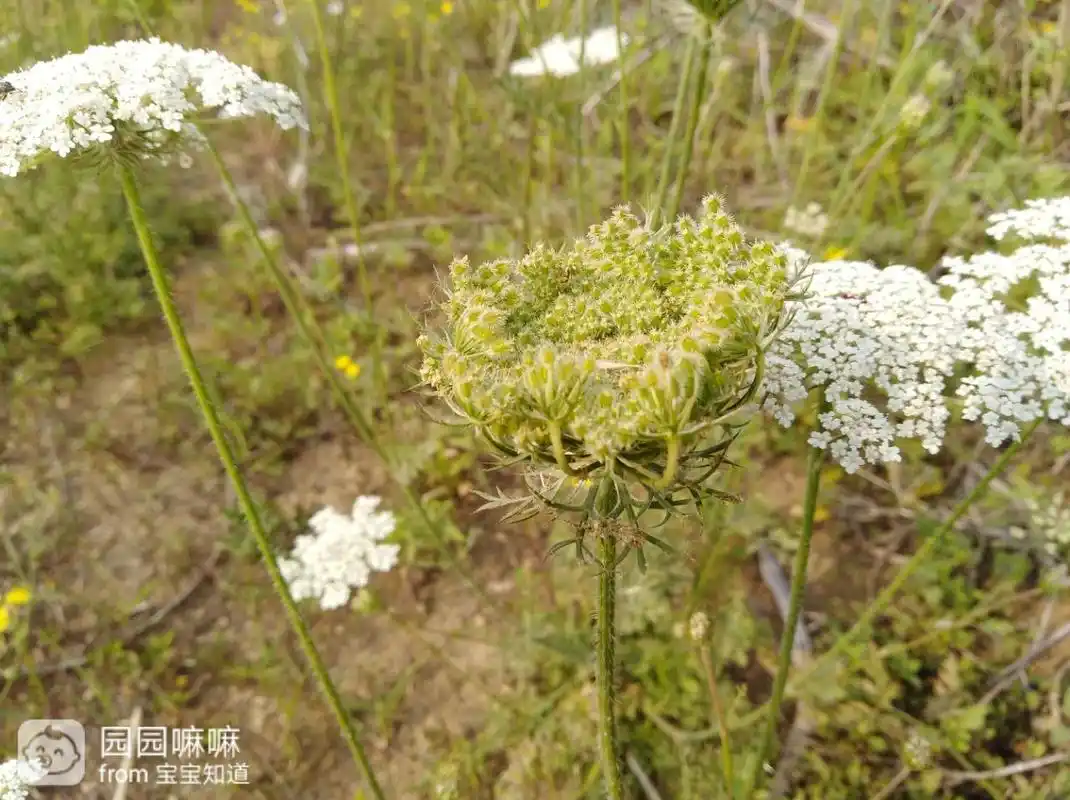 野胡萝卜,一种出色的中药材