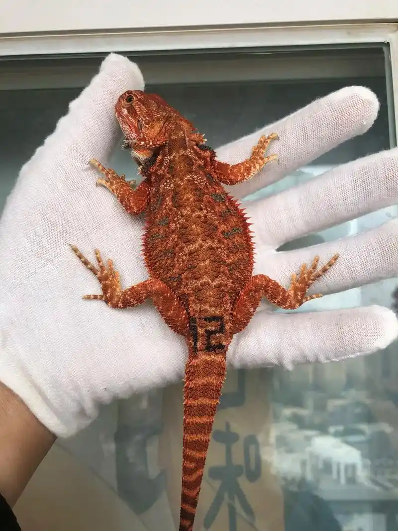 红系鬃狮蜥 性别: - 抖音