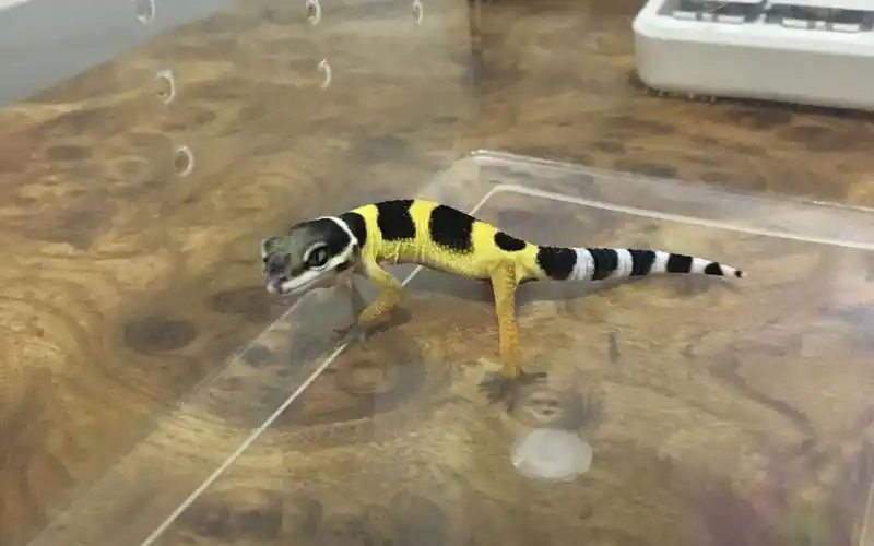 开箱豹纹守宫lemonfrost柠檬霜