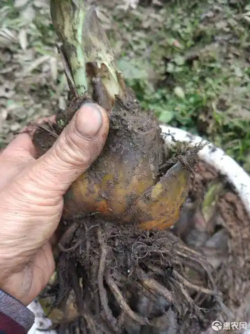 山百合也叫荞麦叶大百合,药食两用.花香花美,园林庭院绿化首选