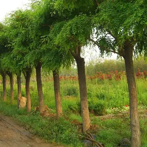 襄城县国槐树专业种植