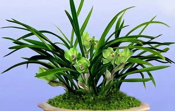 兰花品种介绍(好养兰花品种介绍)