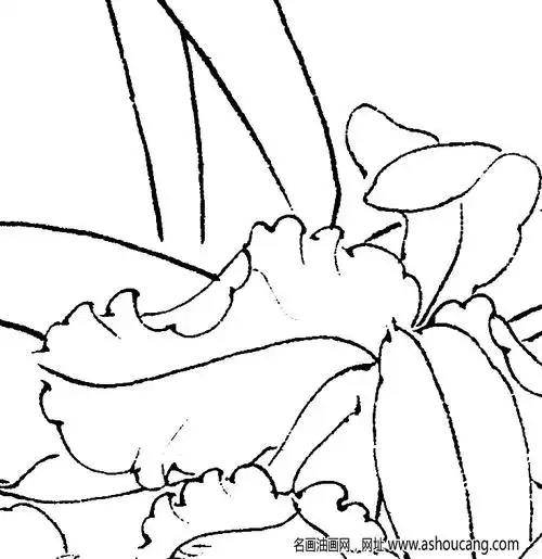 洋兰花白描图片11高清下载-名画油画网