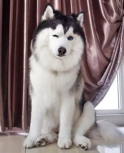 吐舌头笑,哈哈大笑等等,也因此被网友称为"世界上最快乐"的哈士奇