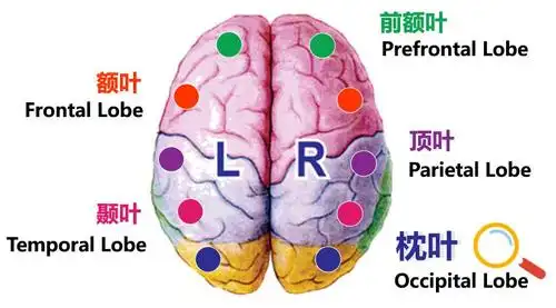 戳我回看《五大能量之听觉能量》前几篇赋云君已经为大家介绍了前额叶