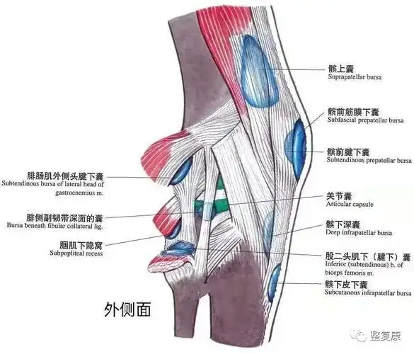 1·外侧 5 个:腓肠肌外侧滑囊,腓骨滑囊,腓腘滑