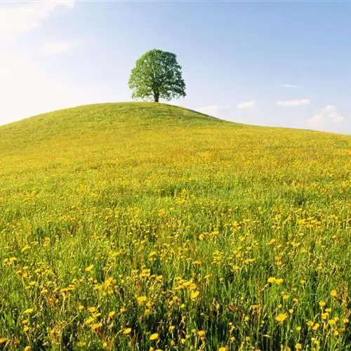 春暖花开风景头像