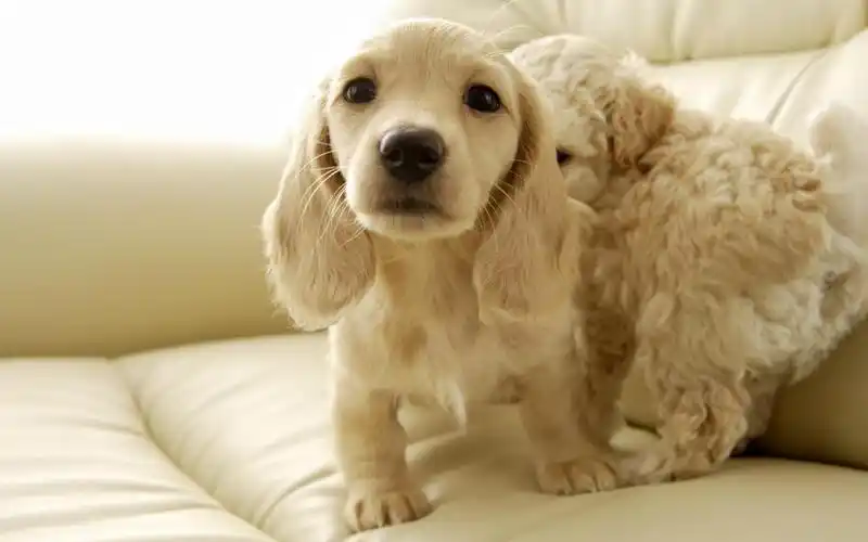 金毛小狗写真,高清图片,电脑桌面-壁纸族