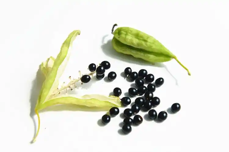 射干种荚和种子八月最后一天.