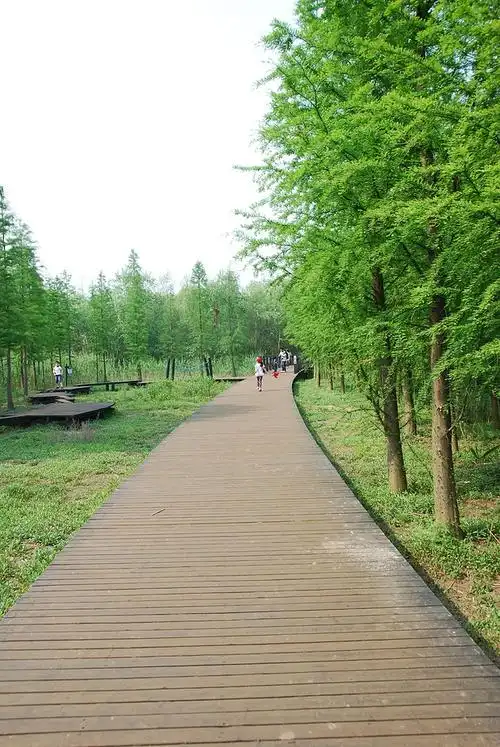 木栈道连接湿地公园内各景点西沙湿地公园位于崇明岛西南端,总面积约