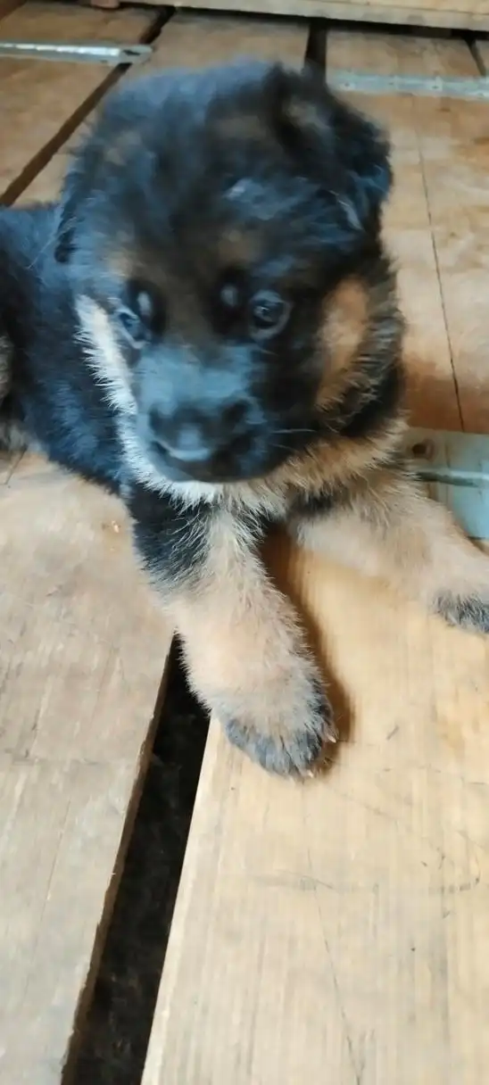 个人养的小德牧一窝出售