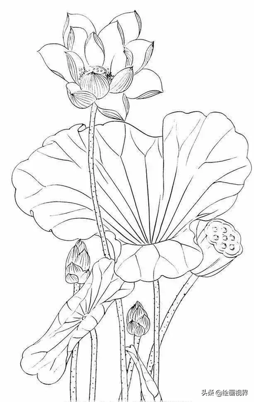 教你画9种荷花白描线稿,学会画线稿很简单