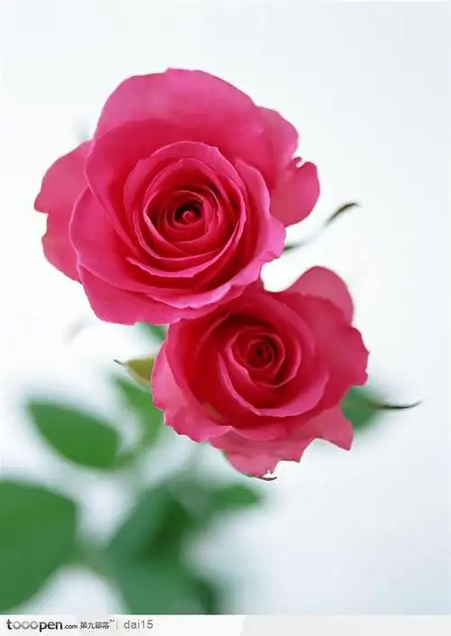 花的彩绘-两朵玫瑰