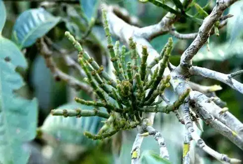 寄生茶一般是长在什么树上的最好?