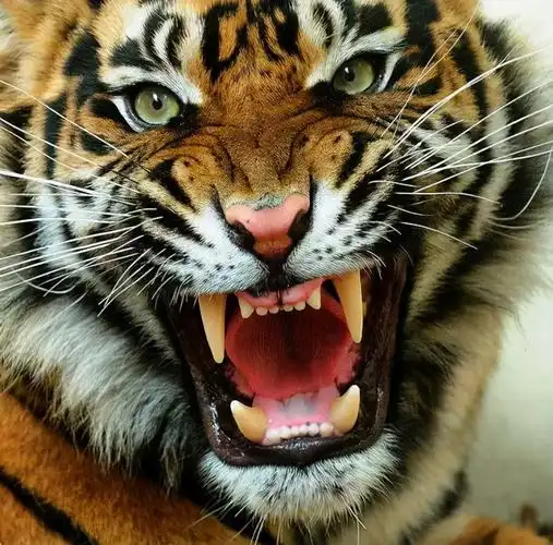 有幸听到老虎咆哮的人应该明白,老虎的叫声如雷贯耳,震耳欲聋, 而且