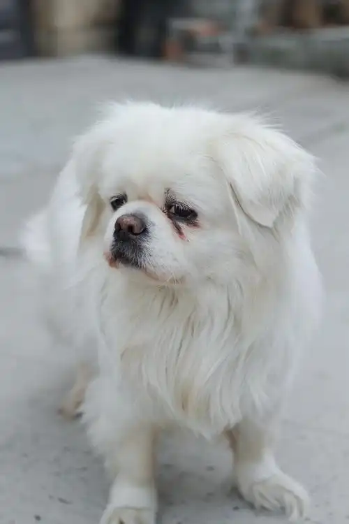 白色混血京巴狗深沉地目视前方