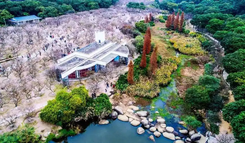 香雪颂清廉 寒梅扬新风 来香雪公园踏雪寻梅游园打卡!_南方网