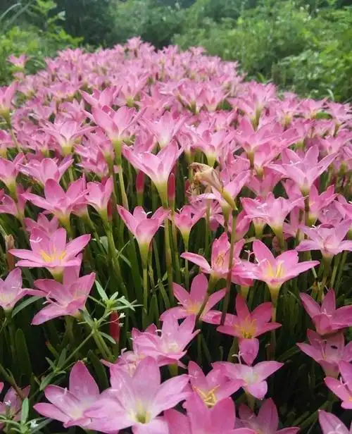 6种"美丽花",种院子里真赞,开花鲜艳,不怕寒冷,一年又一年