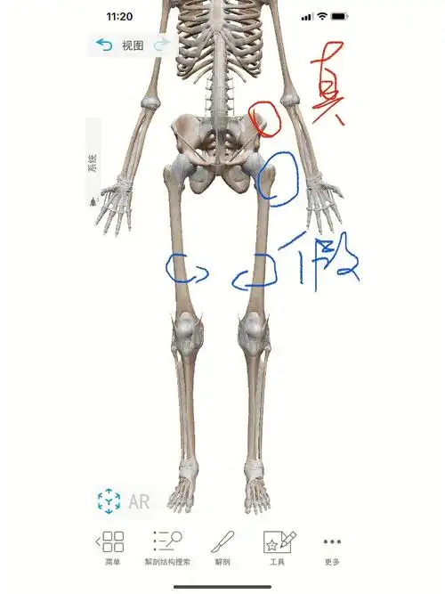 上方腿外侧突出来的部分是股骨大转子,如果这个部分一直做内旋的动作