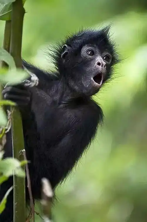 罕见怪猴大开眼界