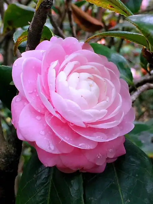 其它 一花一世界 写美篇"茶花一树早桃红,百朵彤云啸傲中.