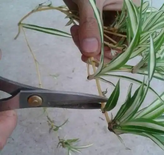 20种常见植物的扦插方法