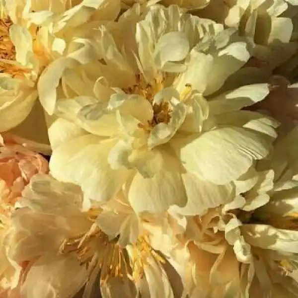 江奕/唯美浪漫黄色背景图/山河入_风景静物头像_我要个性网