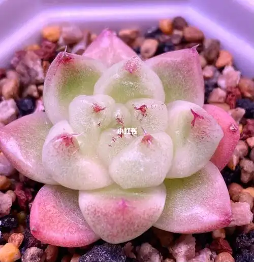 多肉控  #多肉养护  #金色石英  #我的多肉植物