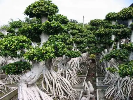 引用 经典观根盆景