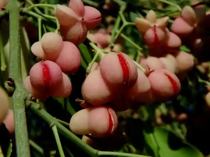 20151010丝绵木果实-睦南道公园