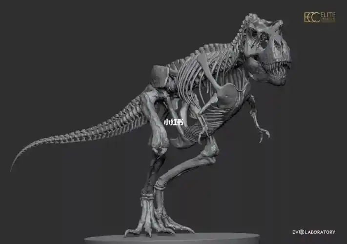 t-rex暴龙骨骼肌肉模型