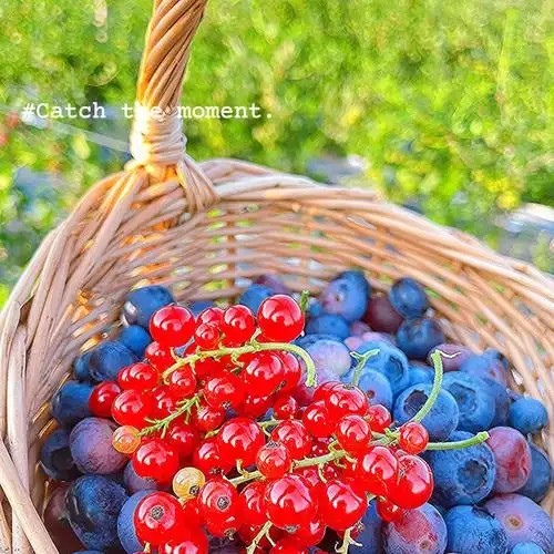 沈阳市内浆果采摘的快乐