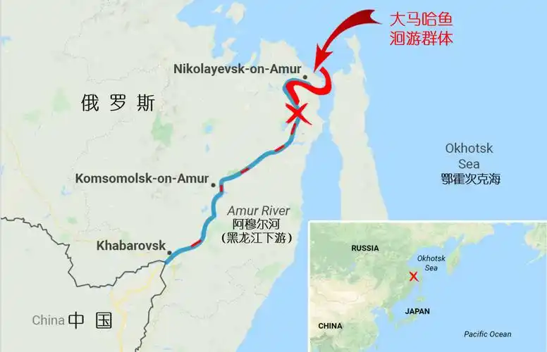 黑龙江是一条著名的国际界河,江中的洄游性鱼类可在中俄之间来回迁徙