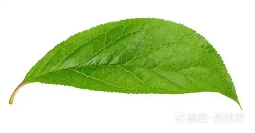 梅花叶查出的修剪路径