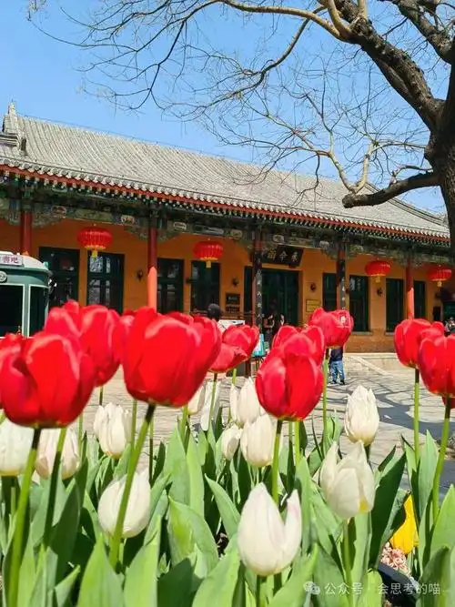 北京顶流,中山公园郁金香真的开了~追花可以安排起来啦|盛开|花展