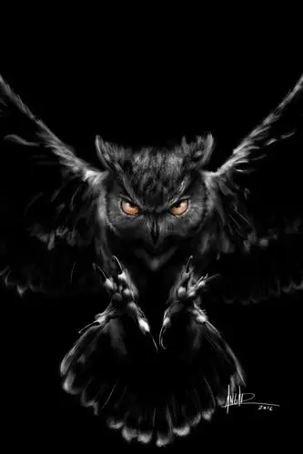 猫头鹰,翅膀,飞行,黑暗,创意图片