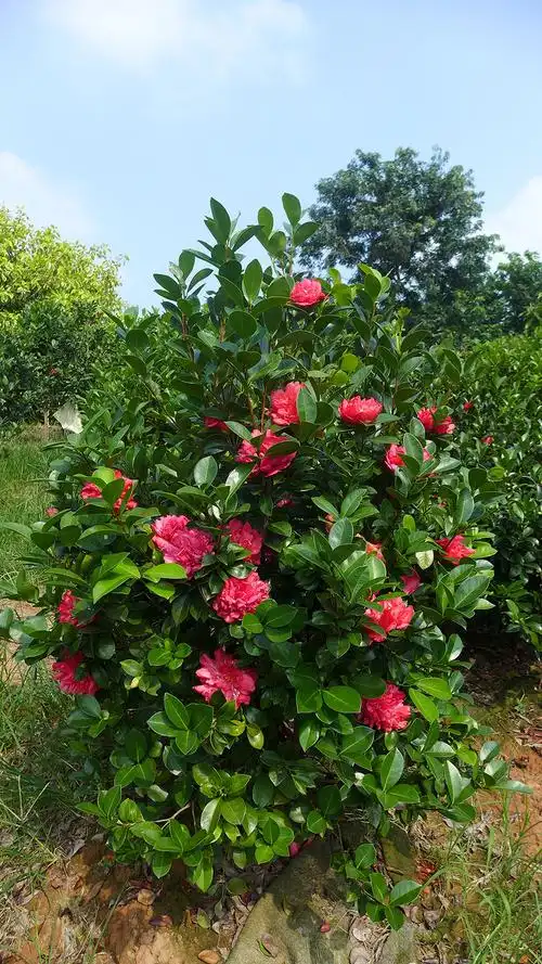 "夏咏国色"-棕榈四季茶花 - 灌木 - 广州市林业园林科技推广服务平台