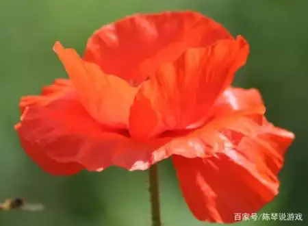 属马人虽然从童年起就有好运,生活各方面也都很顺利,但在事业发展上