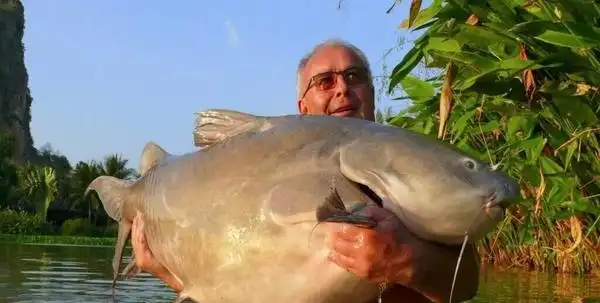 世界上最大的鱼(盘点9种巨型淡水鱼)