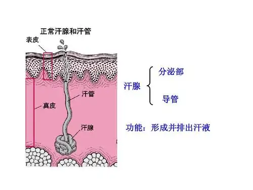 分泌部 汗腺 导管 功能:形成并排出汗液