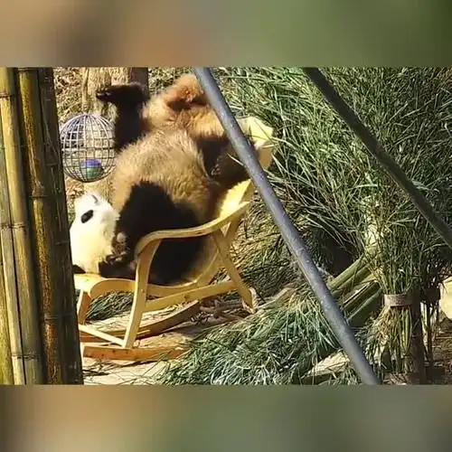 大熊猫发现了一张摇椅,只是坐摇椅的方式很特别啊